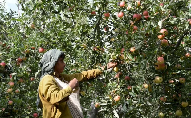 A worker picks ripe apples at an orchard during harvest season on the outskirts of Quetta, Pakistan.